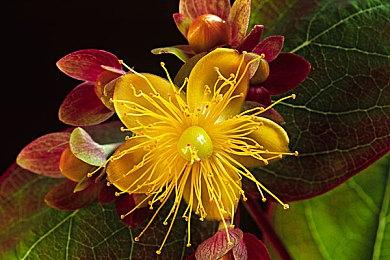 秒杀网飞版！御姐Natalie完美COS叶奈法